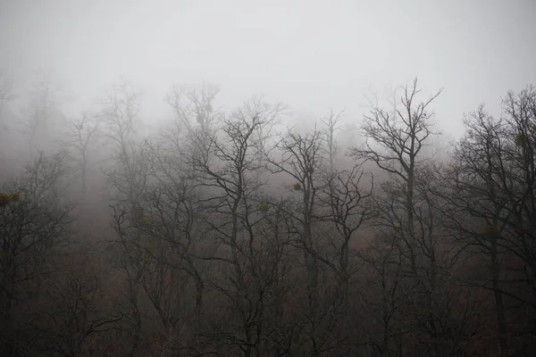 Yere sonbahar yaprakları ile bir gizemli kış ormanı hill veya iz ormandaki güzel sis ile manzara. Yol bir kış ormanı. Büyülü atmosfer. Azerbaycan