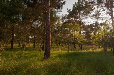 Gün batımı veya orman ortamındaki gündoğumu. Doğal güneş ışığı ile güneş güneş ve güneş ışınları yaz ormandaki orman ağaçları ile. Güzel doğal görünümü.