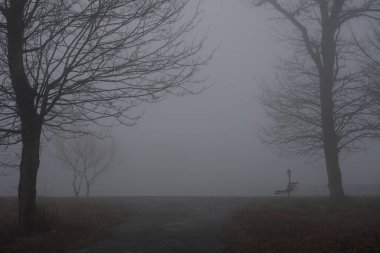 Boş tezgah Parkı yakınındaki göl kenarında sisli gün, minimalist soğuk sezon sahne. tezgah ormandaki siste gölde. Tezgah yakın göl sis. Azerbaycan doğa.