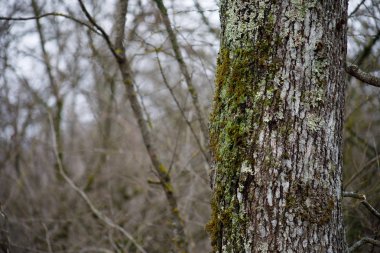 moss yeşil bir ormandaki kökleri üzerinde veya ağaç gövdesi üzerinde moss ile ağacı. Ağaç kabuğu yeşil yosun ile. Azerbaycan doğa.