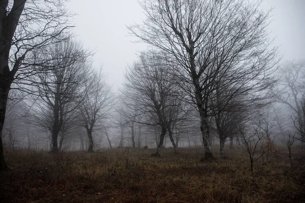 Landschaft mit schönem Nebel im Wald auf einem Hügel oder Wanderweg durch einen geheimnisvollen Winterwald mit Herbstblättern am Boden. Straße durch einen Winterwald. magische Atmosphäre. Azerbaidschan — Stockfoto