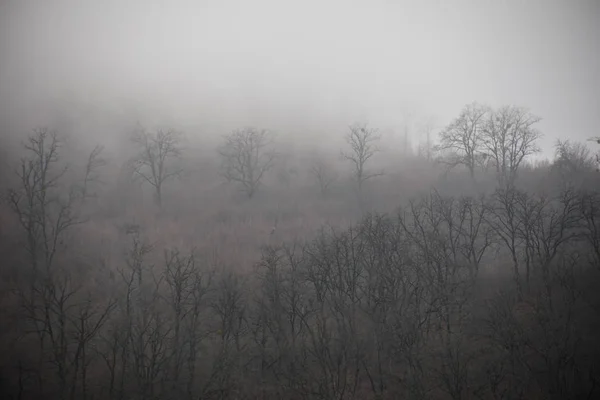 Paisagem com belo nevoeiro na floresta na colina ou Trilha através de uma misteriosa floresta de inverno com folhas de outono no chão. Estrada através de uma floresta de inverno. Ambiente mágico. Azerbaijão — Fotografia de Stock