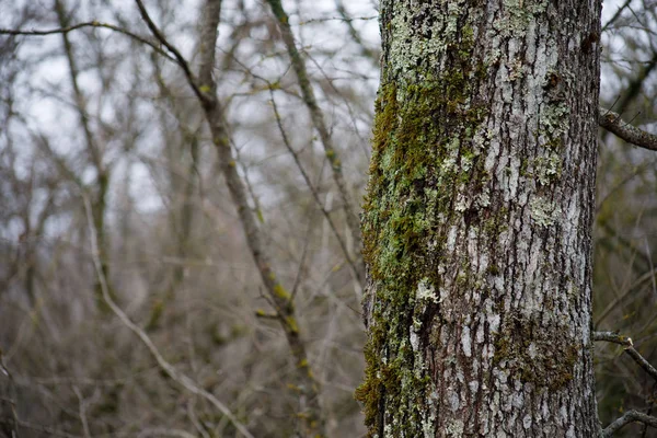 moss yeşil bir ormandaki kökleri üzerinde veya ağaç gövdesi üzerinde moss ile ağacı. Ağaç kabuğu yeşil yosun ile. Azerbaycan doğa.