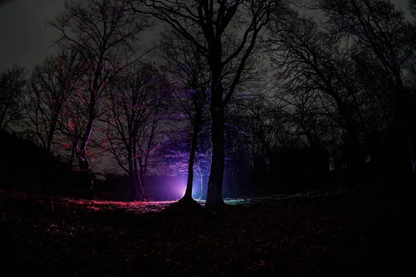 Lumière étrange dans une forêt sombre la nuit. Silhouette de personne debout dans la forêt sombre avec de la lumière. Nuit noire dans la forêt au moment du brouillard. Scène de forêt nocturne surréaliste. Horreur concept d'Halloween . — Photo