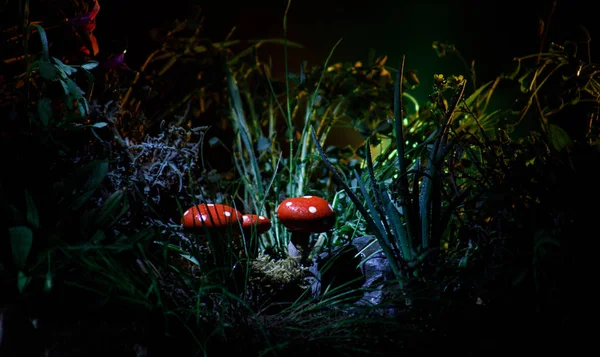 Cogumelo. Fantasia Cogumelos brilhantes em mistério floresta escura close-up. Amanita muscaria, Fly Agaric em musgo na floresta. Cogumelos mágicos fundo — Fotografia de Stock