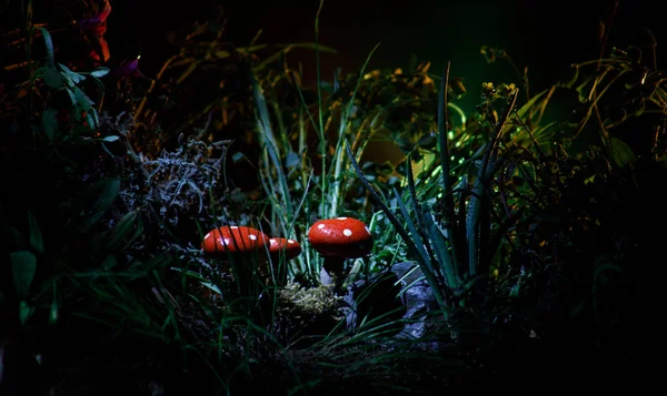 Champiñones. Fantasía Setas Brillantes en el misterioso bosque oscuro de cerca. Amanita muscaria, Mosca Agárica en musgo en bosque. Fondo de setas mágicas — Foto de Stock