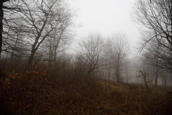 Paisagem com belo nevoeiro na floresta na colina ou Trilha através de uma misteriosa floresta de inverno com folhas de outono no chão. Estrada através de uma floresta de inverno. Ambiente mágico. Azerbaijão — Fotografia de Stock