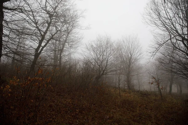 Yere sonbahar yaprakları ile bir gizemli kış ormanı hill veya iz ormandaki güzel sis ile manzara. Yol bir kış ormanı. Büyülü atmosfer. Azerbaycan — Stok fotoğraf