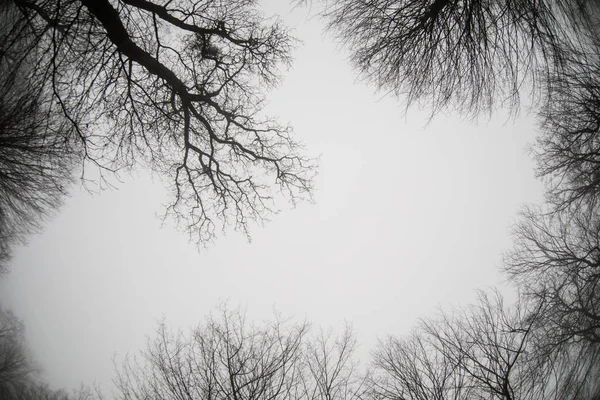Pohled zdola vysokých starých stromů v zimě lesní modrou oblohou v pozadí. Ázerbájdžán — Stock fotografie