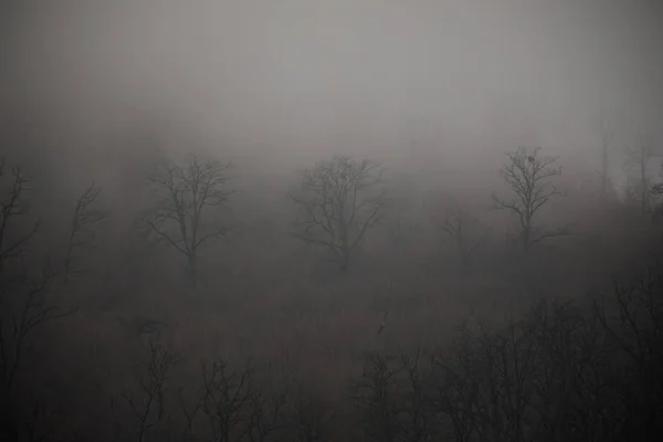 Paisaje con hermosa niebla en el bosque en la colina o sendero a través de un misterioso bosque de invierno con hojas de otoño en el suelo. Camino a través de un bosque de invierno. Ambiente mágico. Azerbaiyán — Foto de Stock