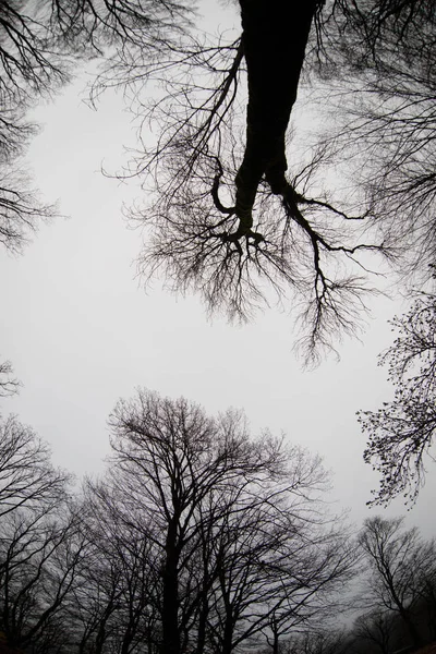 Onderaanzicht van oude bomen in de winter forest blauwe hemel in de achtergrond. Azerbeidzjan — Stockfoto