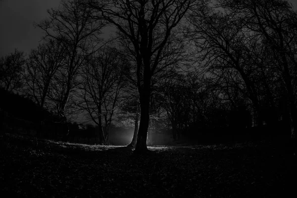 Strana luce in una foresta buia di notte. Silhouette di persona che sta nella foresta scura con luce. Notte buia nella foresta all'ora della nebbia. Scena surreale della foresta notturna. Horror concetto di Halloween . — Foto Stock