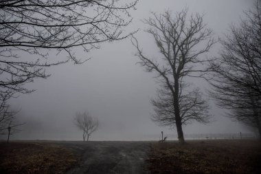 Boş tezgah Parkı yakınındaki göl kenarında sisli gün, minimalist soğuk sezon sahne. tezgah ormandaki siste gölde. Tezgah yakın göl sis. Azerbaycan doğa. Caucasus