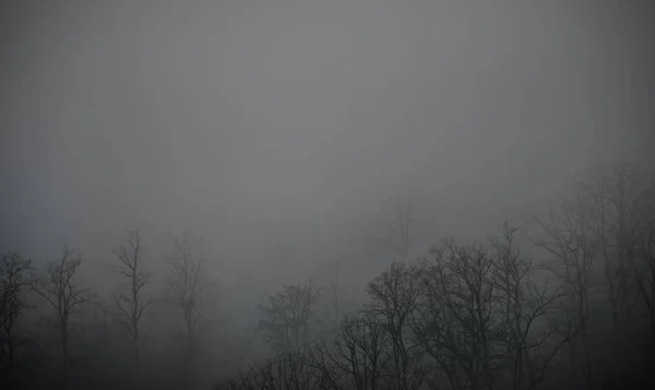Ландшафт Прекрасним Туманом Лісі Пагорбі Або Стежці Через Таємничий Зимовий — стокове фото