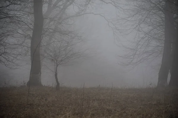 Paysage Avec Beau Brouillard Forêt Sur Colline Sentier Travers Une — Photo