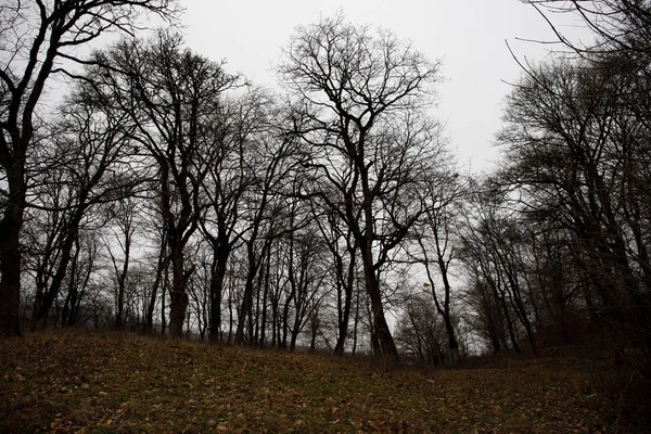 Paysage Avec Beau Brouillard Forêt Sur Colline Sentier Travers Une — Photo