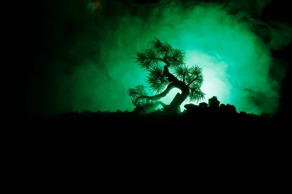 满月背景下的剪影树。满月升起在日式树之上反对柔和的雾天. — 图库照片