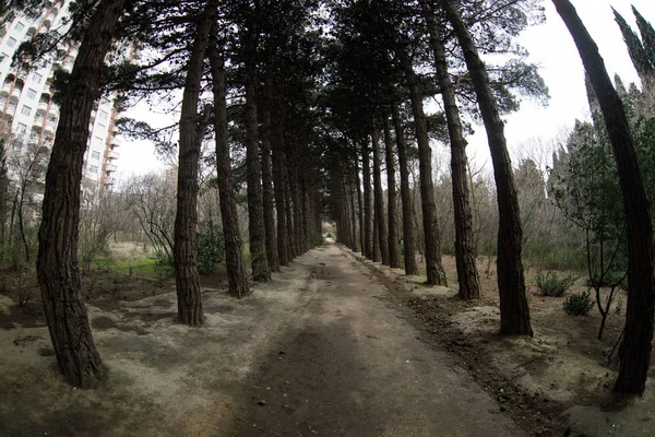 Fisheye uitzicht van dichte dennenbos opzoeken. Bewolkt weer. Vroeg de lentetijd. Bakoe, botanische tuin. — Stockfoto