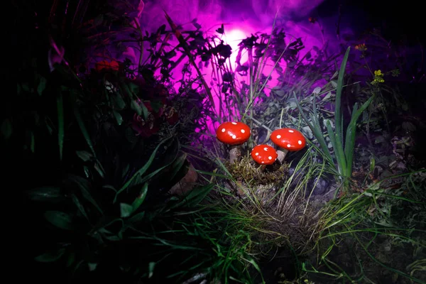 Un champignon. Fantaisie Champignons rougeoyants dans la forêt sombre mystère gros plan. Amanita muscaria, mouche agarique dans la mousse dans la forêt. Champignons magiques fond — Photo