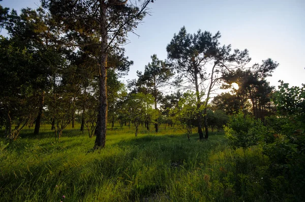 Puesta de sol o salida del sol en el paisaje forestal. Sol de sol con luz natural del sol y rayos de sol a través de los árboles del bosque en el bosque de verano. Hermosa vista panorámica . — Foto de Stock