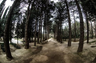 Sık çam ağacı orman ararken balıkgözü görünümünü. Bulutlu hava. Erken bahar zamanı. Bakı ş., Botanik Bahçe. Azerbaycan