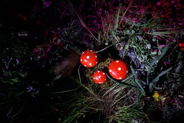 Üç kırmızı mantar. Fantezi mantar gizem karanlık ormanın yakın çekim içinde parlayan. Sihirli mantar, mantar güzel makro çekim. Sinek mantarı, sinek Agaric yosun orman içinde. Seçici odak