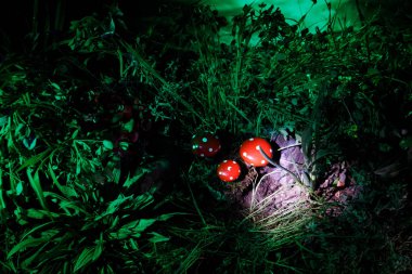 Üç kırmızı mantar. Fantezi mantar gizem karanlık ormanın yakın çekim içinde parlayan. Sihirli mantar, mantar güzel makro çekim. Sinek mantarı, sinek Agaric yosun orman içinde. Seçici odak