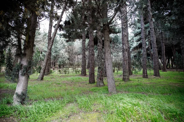 Terk Edilmiş Köy Bakü Botanik Bahçesinde Inşa Kimse Ağaçları Ile — Stok fotoğraf