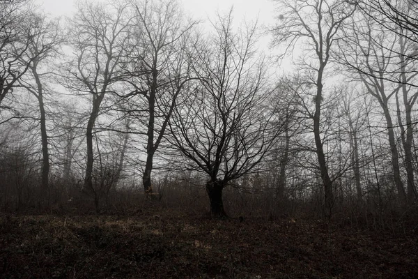 Paesaggio con bella nebbia nella foresta sulla collina o Sentiero attraverso una misteriosa foresta invernale con foglie autunnali a terra. Strada attraverso una foresta invernale. Atmosfera magica. Azerbaigian — Foto Stock