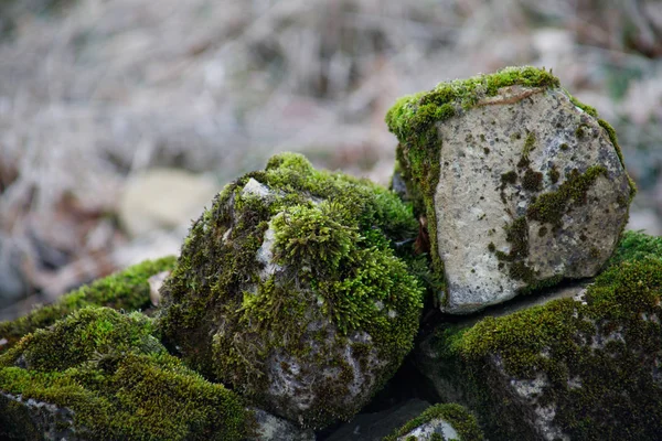 Πέτρα με βρύα. Όμορφη βρύα και λειχήνες καλύπτονται πέτρα. Φωτεινά πράσινα βρύα υφή φόντου στη φύση. Φυσικό βρύα πάνω σε πέτρες στο δάσος του χειμώνα. Αζερμπαϊτζάν — Φωτογραφία Αρχείου