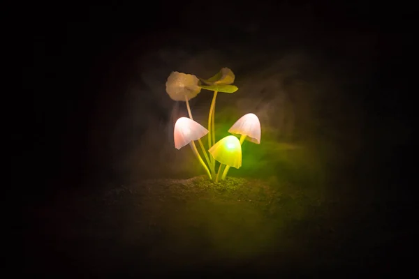 Trois champignons fantaisistes dans un mystérieux gros plan sur la forêt sombre. Belle macro plan de champignon magique ou trois âmes perdues dans la forêt d'avatars. Fées lumières sur fond de brouillard . — Photo