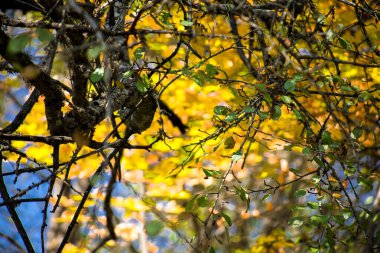 Gün batımında güzel bir sonbahar ormanı. Azerbaycan Doğası