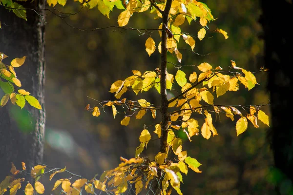 Beautiful autumn forest during sunset time. Azerbaijan Nature — Stock Photo, Image