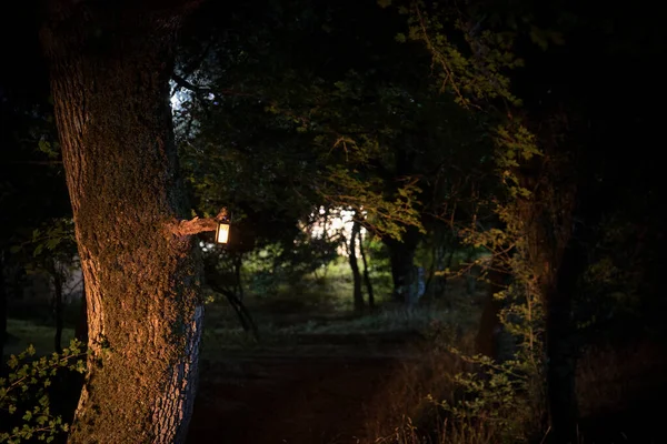 Horror Halloween koncepció. Égő régi lámpaolaj az erdőben éjjel. Egy rémálom jelenet éjszakai látványa. — Stock Fotó