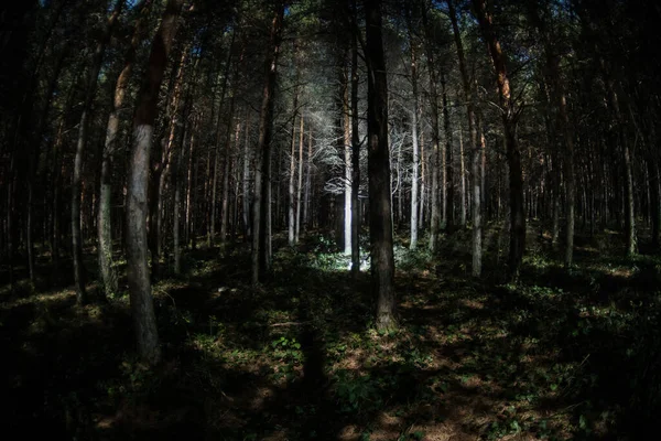 Magische Lichter funkeln in geheimnisvollen Kiefernwald in der Nacht. — Stockfoto