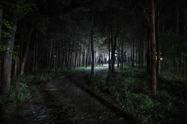 Luces mágicas brillando en el bosque misterioso por la noche. Bosque de pinos con luz extraña — Foto de Stock