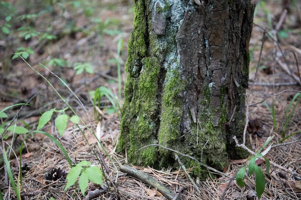 Kůra borovicového stromu blízko. Krásný borový les v letním čase. — Stock fotografie