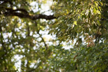 Yaprakları dalları yeşil ve sarı renk güzel arka plan. Yaz ormanı. Azerbaycan'ın doğası yakından.