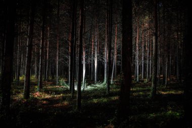 Geceleri gizemli çam ormanlarında parlayan sihirli ışıklar.