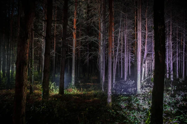 Magiczne światła błyszczące w tajemniczym lesie sosnowym w nocy. — Zdjęcie stockowe