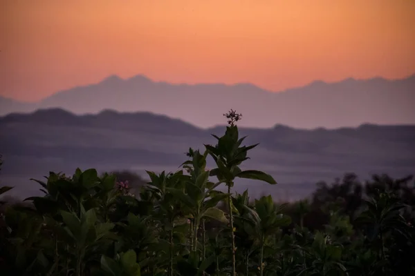 Tramonto vista paesaggio di montagne silhouette e alberi solitari in Azerbaigian. Sheki. — Foto Stock