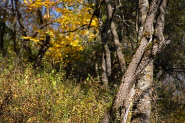 Gün batımında güzel bir sonbahar ormanı. Azerbaycan Doğası
