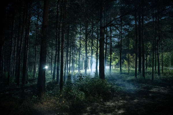 Luces mágicas brillando en el misterioso bosque de pinos por la noche . — Foto de Stock