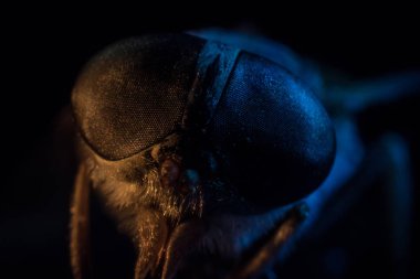 Karışık ışık. Horsefly veya Gadfly veya Horse Fly Diptera Böceği Macro. Seçici odak.