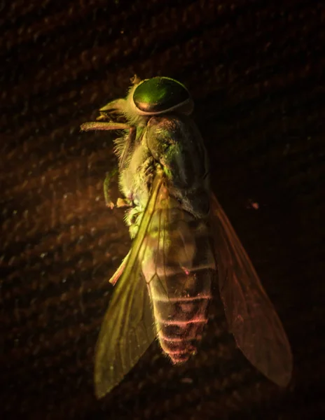 Smíšené světlo. Horsefly nebo Gadfly nebo Horse Fly Diptera Hmyz Makro. Selektivní zaměření. — Stock fotografie