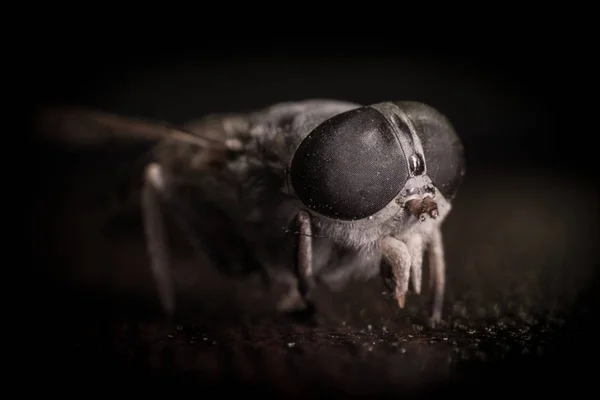 Vegyes fény. Lólégy vagy Gadfly vagy Lólégy Diptera rovar Macro. Szelektív fókusz. — Stock Fotó