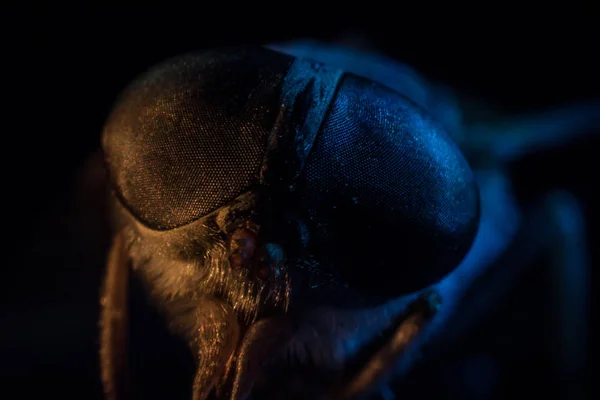 Luz misturada. Mosca ou Gadfly ou mosca do cavalo Diptera Insect Macro. Foco seletivo . — Fotografia de Stock