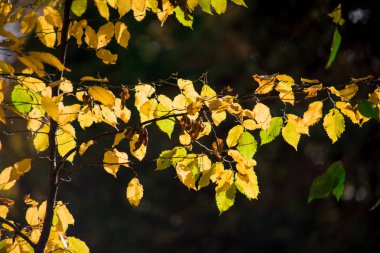 Gün batımında güzel bir sonbahar ormanı. Azerbaycan Doğası
