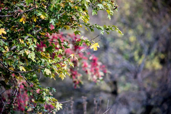 Осенний лес на закате. Азербайджанская природа — стоковое фото