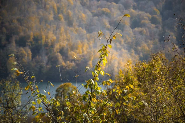 Bela floresta de outono durante o pôr do sol. Azerbaijão Natureza — Fotografia de Stock